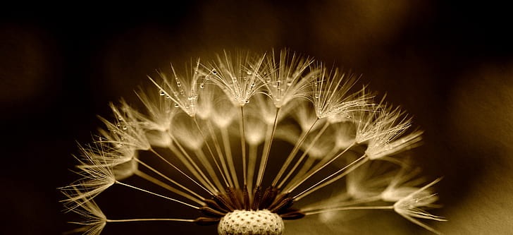 photo of dandelion