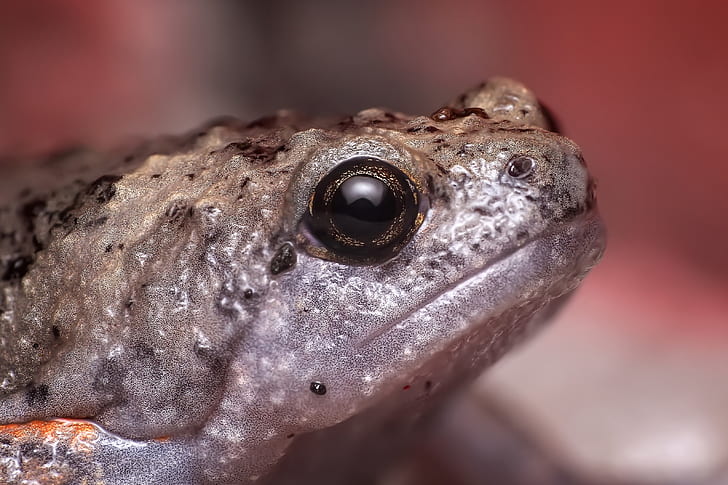 selective focus photography of gray and beige frog