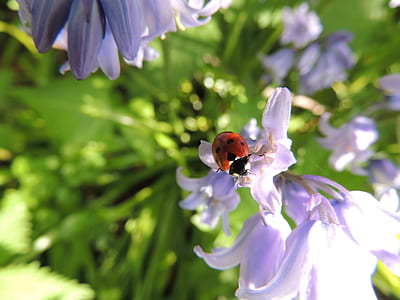 close-up photography red ladybug on purple petaled flowers