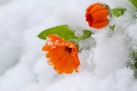 orange calendula flowers covered with snow