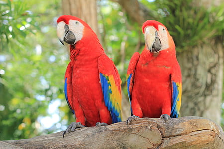two red, yellow, and blue parrots