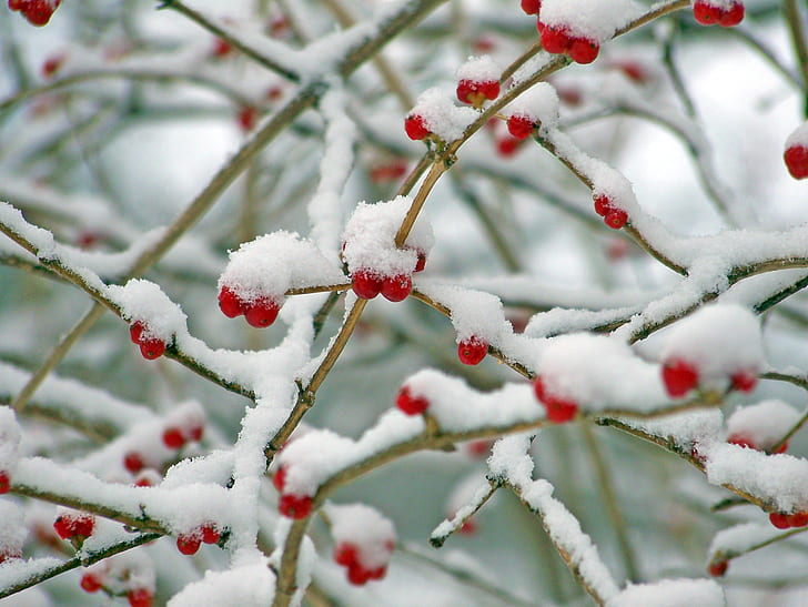 red cherries covered in snow at daytime