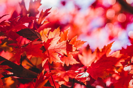 selective focus and bokeh photography of red maple leaf