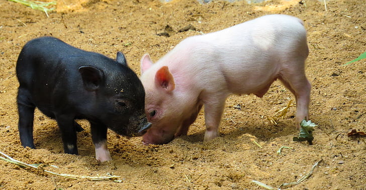 two black and white piglets