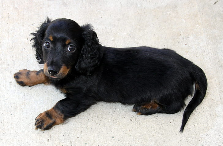 long-haired black and tan dachshund puppy prone lying on floor inside the room