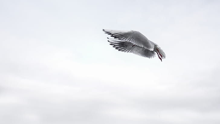 grey gull flying during daytime