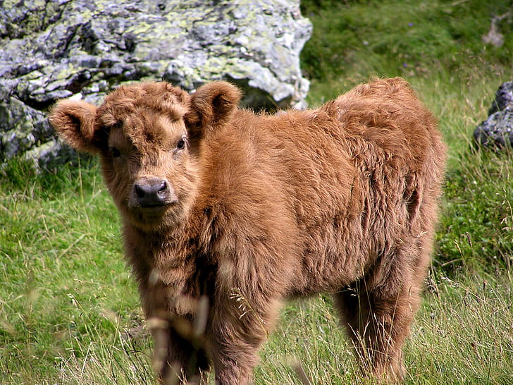 photo of highland calf standing near stones