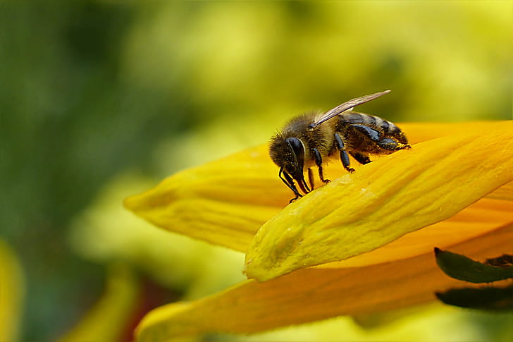macro photography of honeybee perched on yellow petaled flower