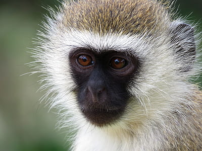 monkey close up photography