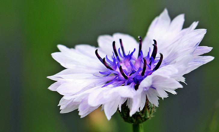 white and purple flower