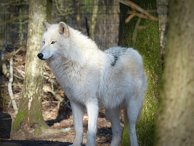 photo of white wolf dog stands near tall trees at daytime
