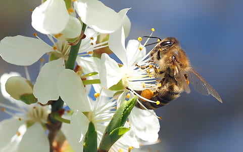 honey bee perching on white petaled flower in close-up photography