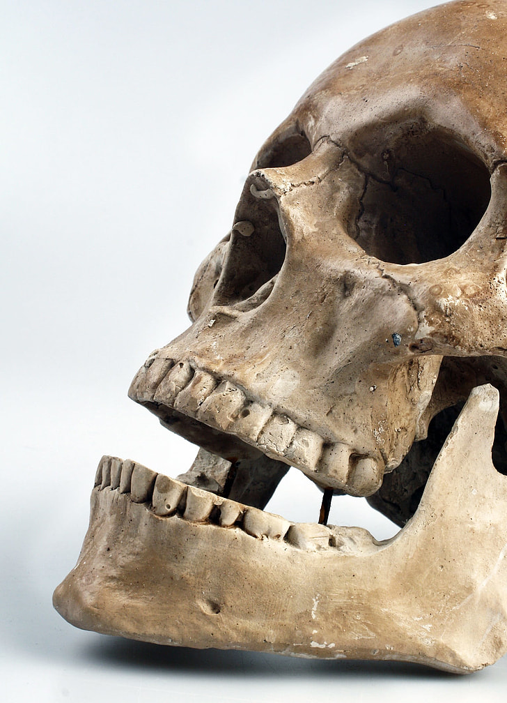 closeup photo of brown skull