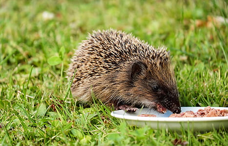 brown echidna eating food in plate on grass