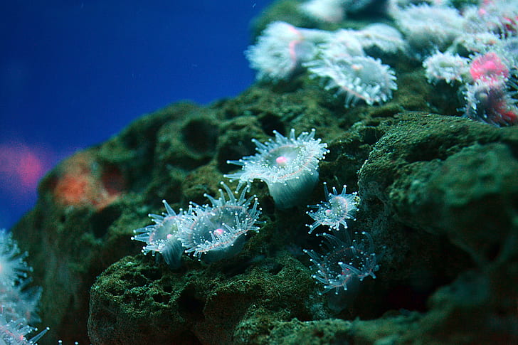 selective focus photo of underwater coral