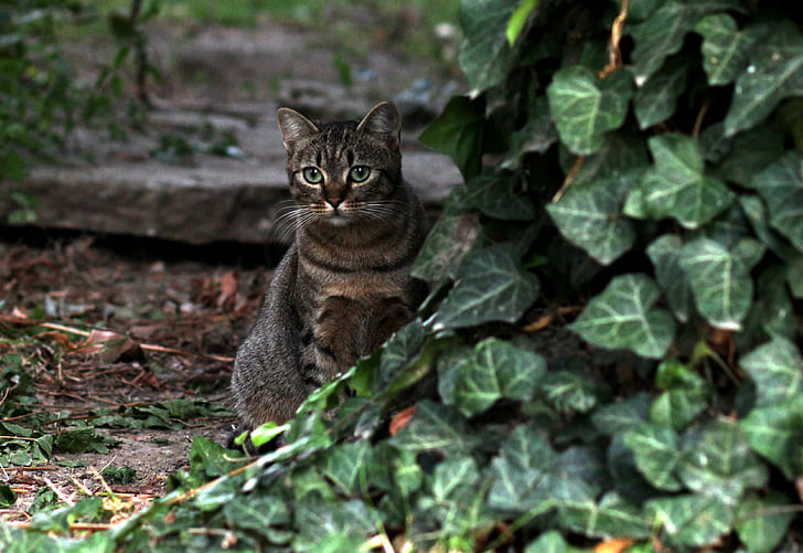 adult grey tabby cat beside green vine