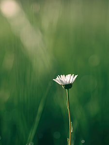 tilt shift lens photography of white flower during daytime