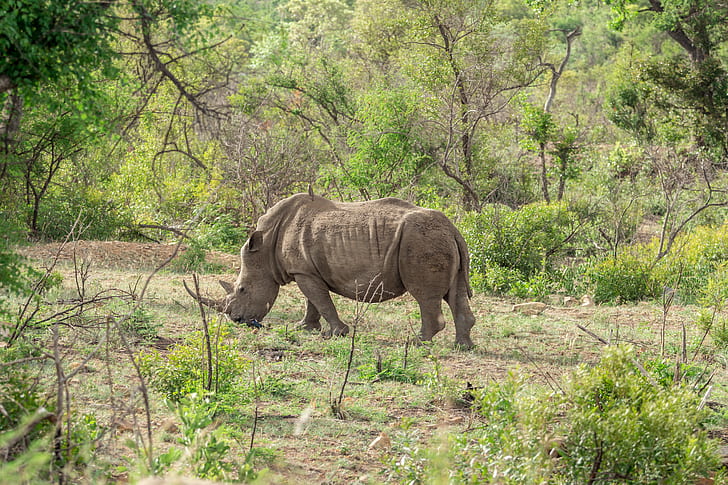 grey rhinoceros grazing on green grass field at daytime