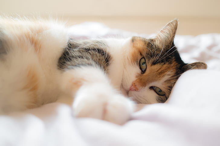 cat, animal portrait, domestic cat, lucky cat, bed, concerns