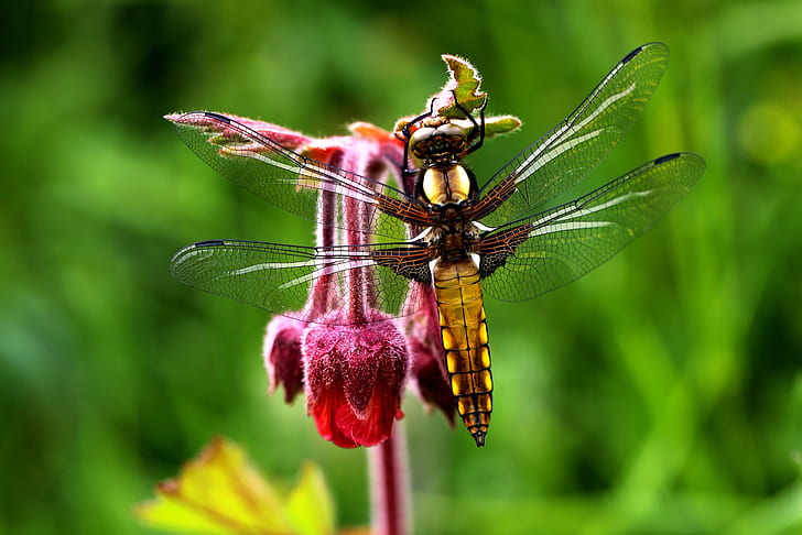brown and orange dragonfly on red flower