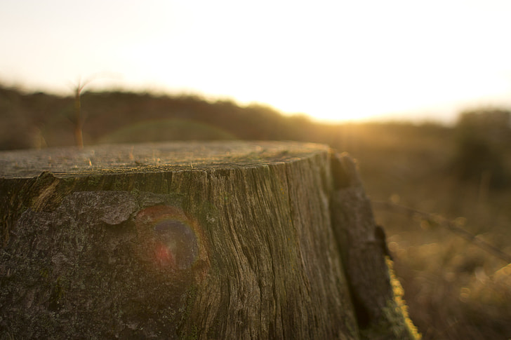 selective photo of sliced log during sunrise