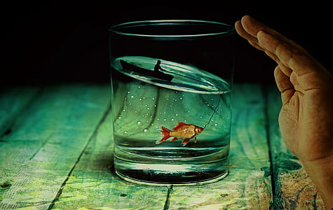 fish inside the clear drinking glass