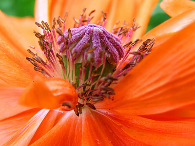 close-up photo of orange petaled flower