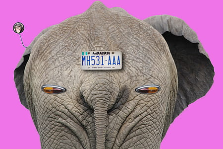 gray elephant with license plate