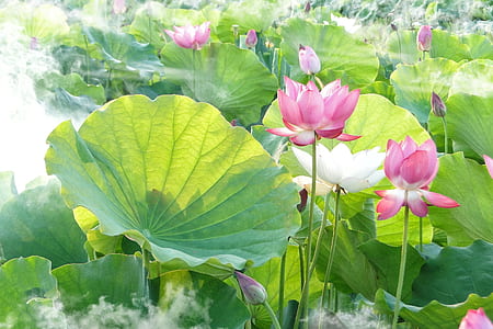 pink flowers with green leaf plants