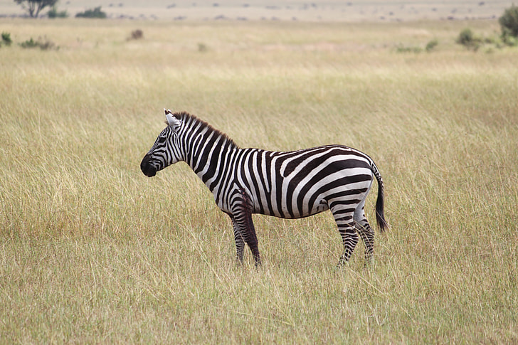 zebra on green meadow