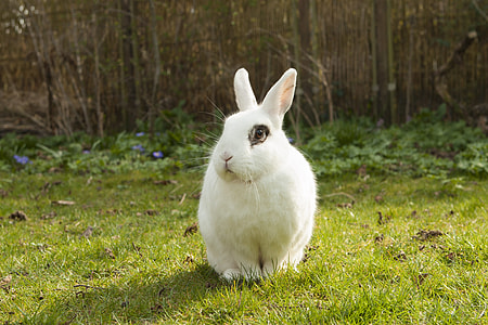 white rabbit on the grass photography