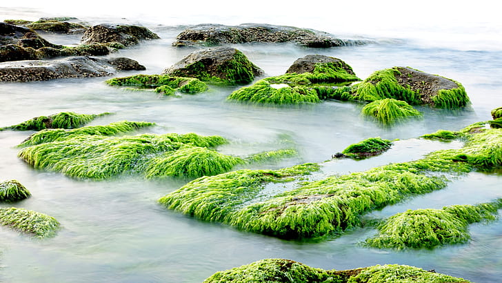 timelapse photography of algae in the sea