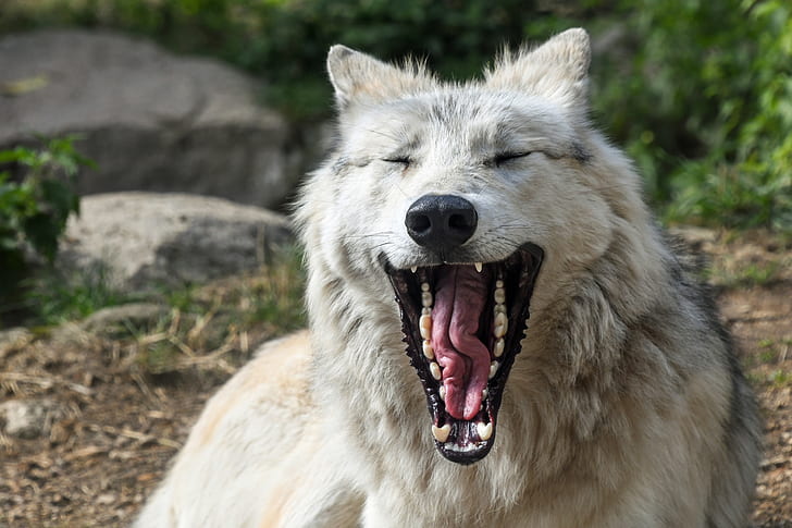 yawning white wolf laying on ground