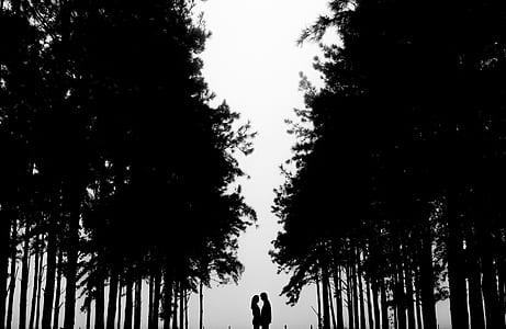 couple between the trees silhouette