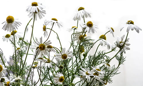 white common daisy flowers