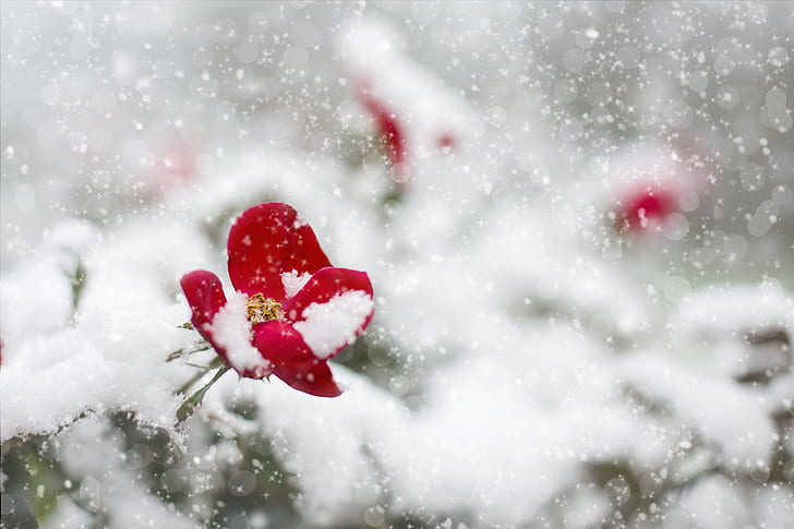 red petaled flower covered in snow
