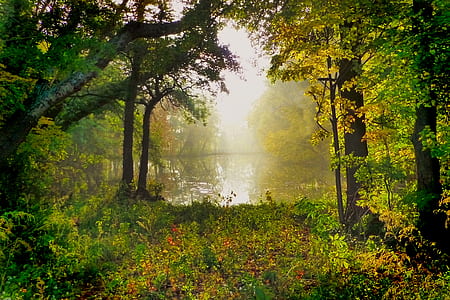 lake near trees during daytime