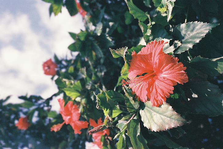 shallow focus photography of hibiscus plant