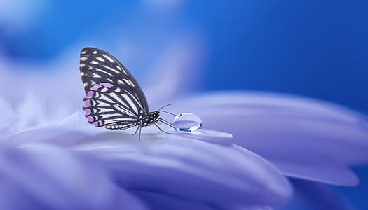 paperkite butterfly perched on petaled flower