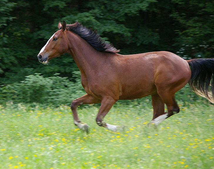 brown horse running on yellow petaled flower field during daytime