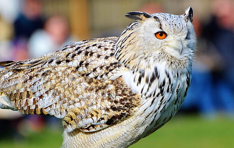 selective focus photography of white and brown owl