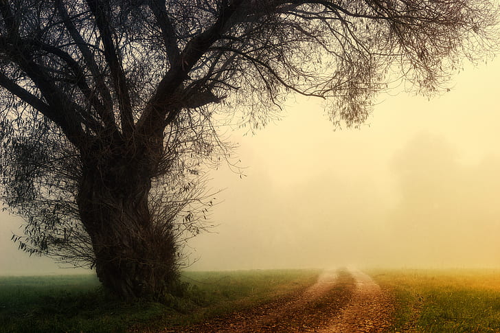 road and tree covered with fog