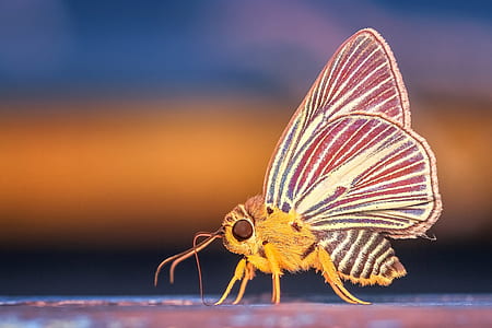 yellow and white moth in closeup photography