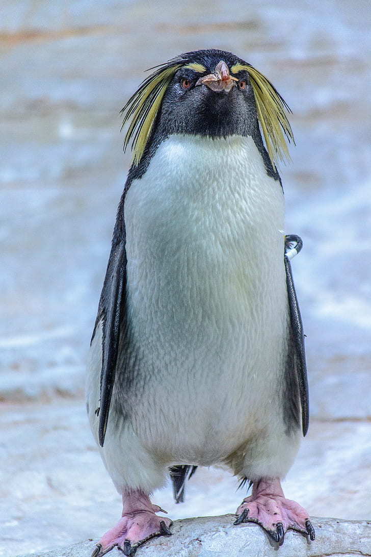 white penguin