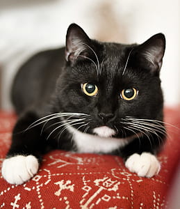 selective focus photography of tuxedo cat
