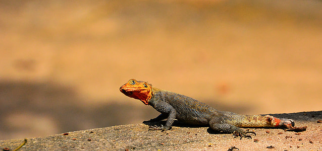 shallow focus photography of gray and brown iguana