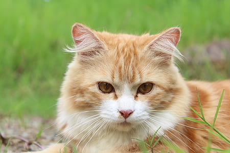 shallow focus photography of orange Tabby cat