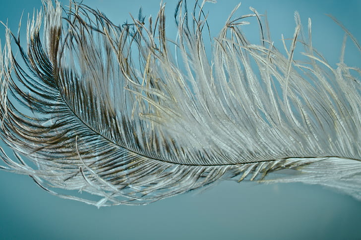 closeup photography of grey feather