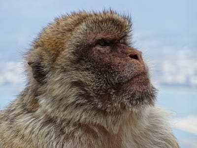 shallow photo of monkey
