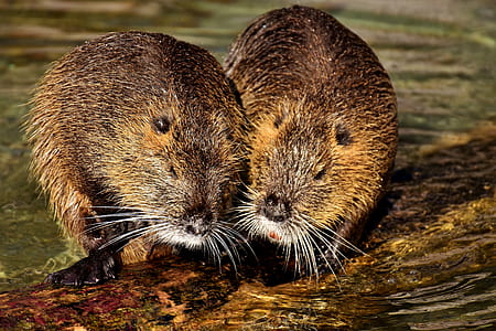 two brown beavers